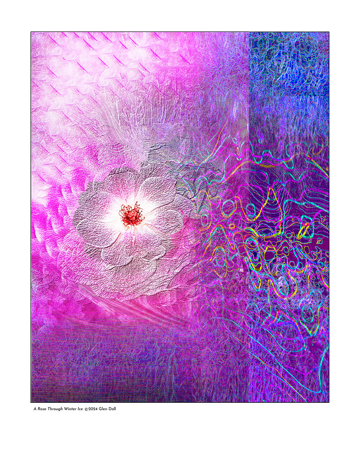 A Rose Through Winter Ice